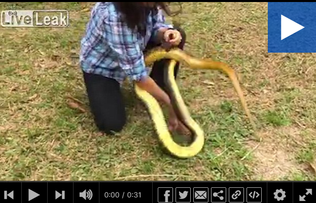 Video: Fearless woman chases after SIX-FOOT snake