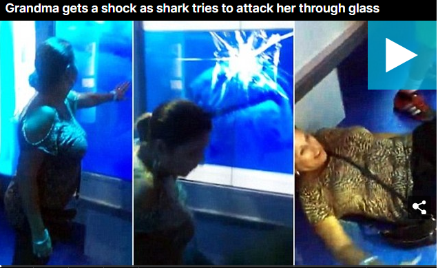 Grandma gets a shock as shark tries to attack her through glass